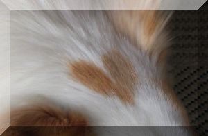 l̓n[g}[ÑIB