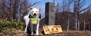 最高の展望だワン!