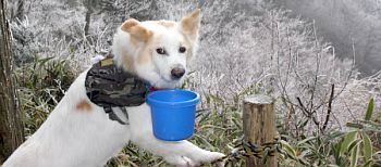 久々の金剛山だワン!今日は霧氷ですワン!